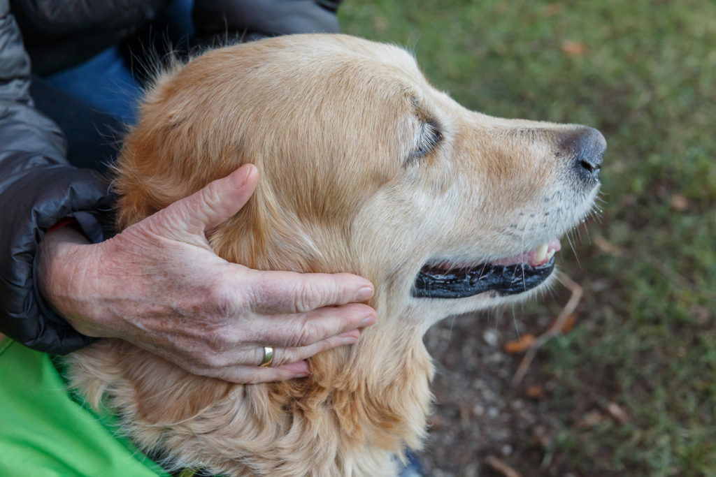 Hund Timber wird gestreichelt - Hand eines aelteren Menschen