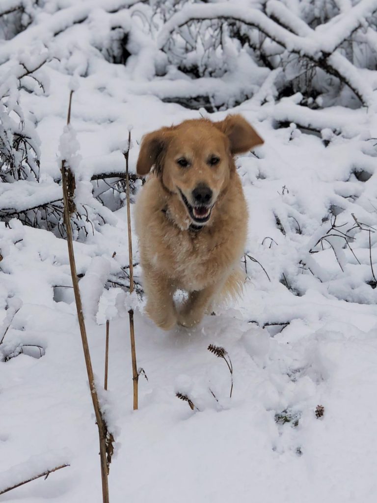 Hund Timber springt durch den Schnee