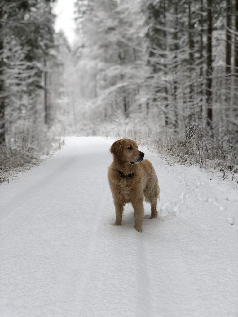 Hund Timber im verschneiten Wald