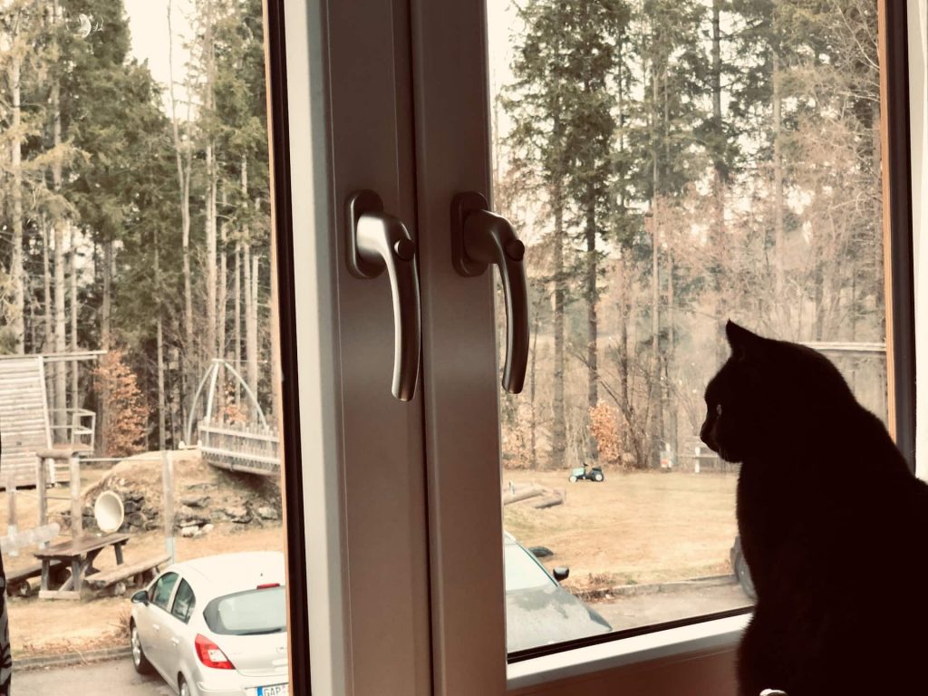 Katze Peppi schaut aus dem Fenster
